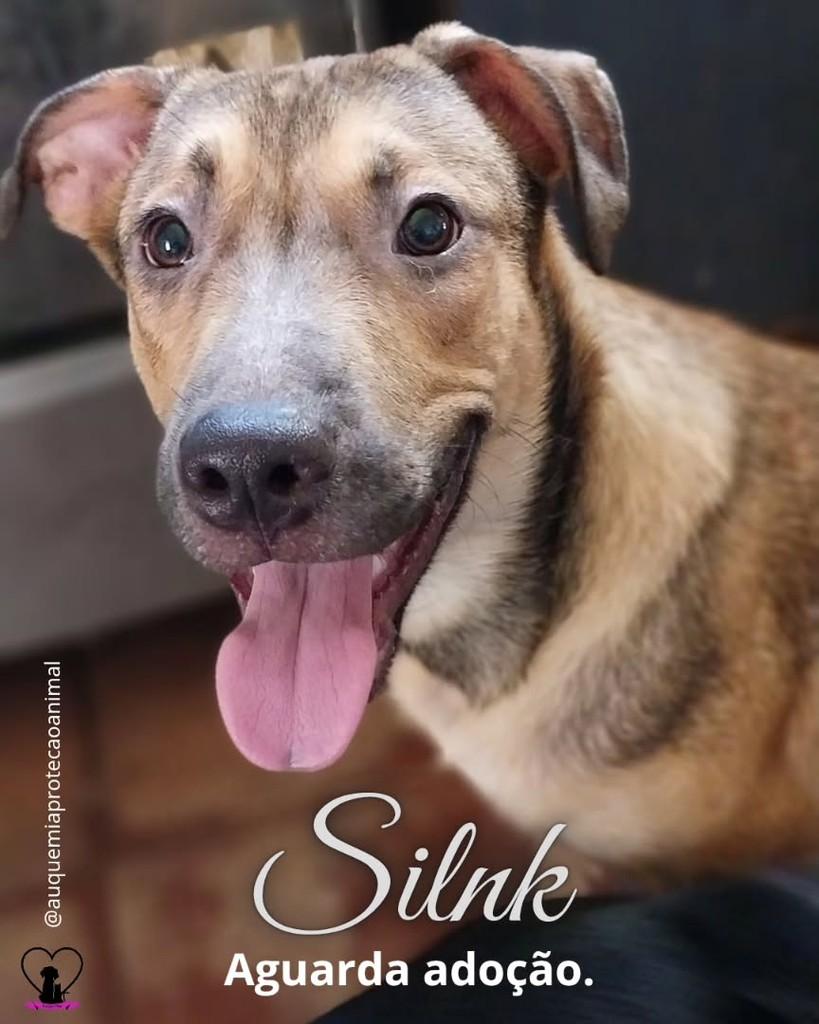 Slink, cachorro de porte médio para adoção em Alvorada - RS