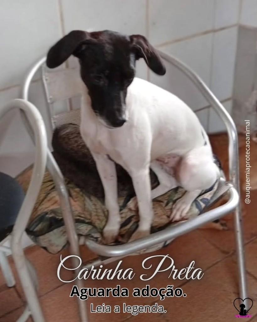 Carinha Preta, cadela de porte pequeno para adoção em Alvorada - RS