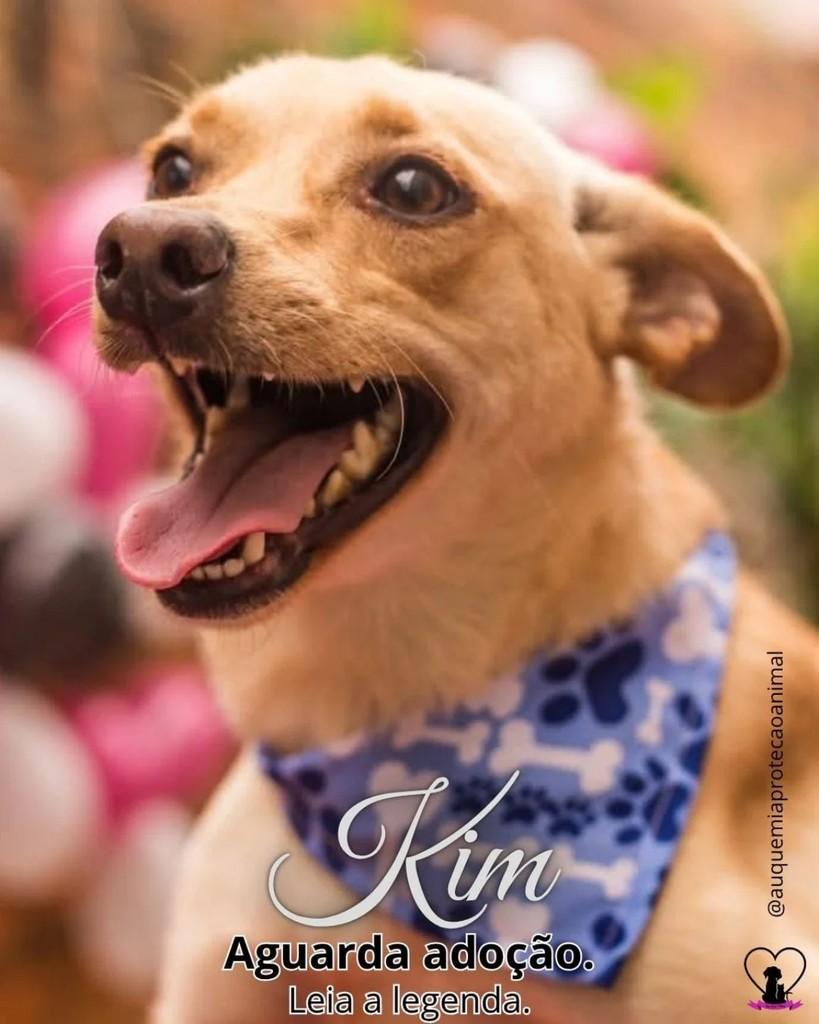 Kim, cachorro de porte pequeno para adoção em Alvorada - RS