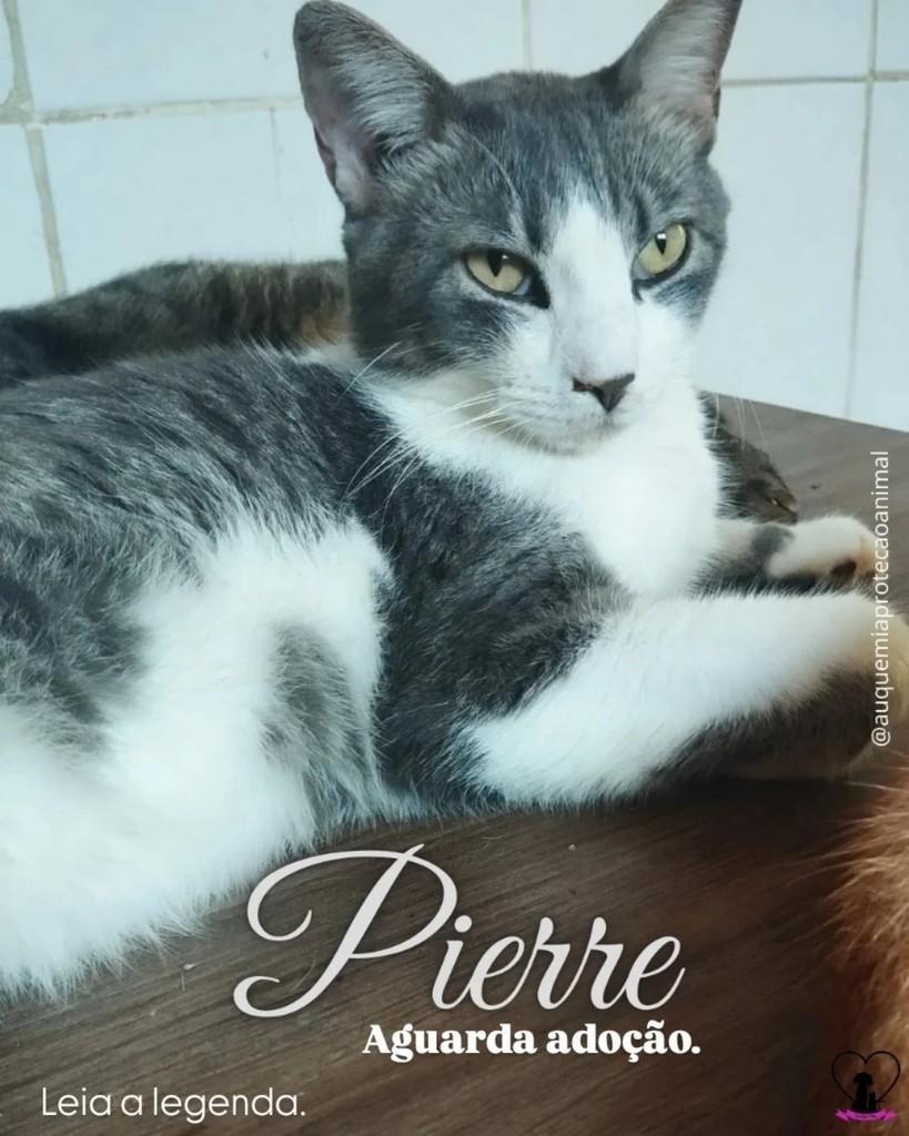 Pierre, gato de porte médio para adoção em Alvorada - RS
