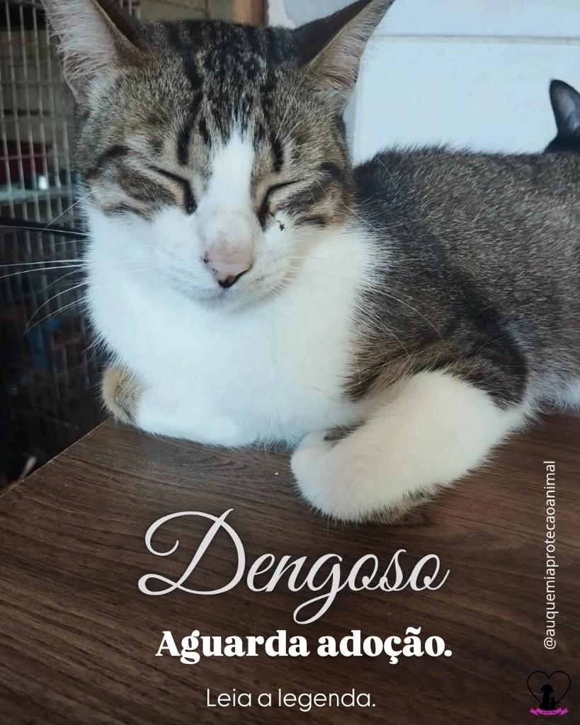 Dengoso, gato de porte médio para adoção em Alvorada - RS