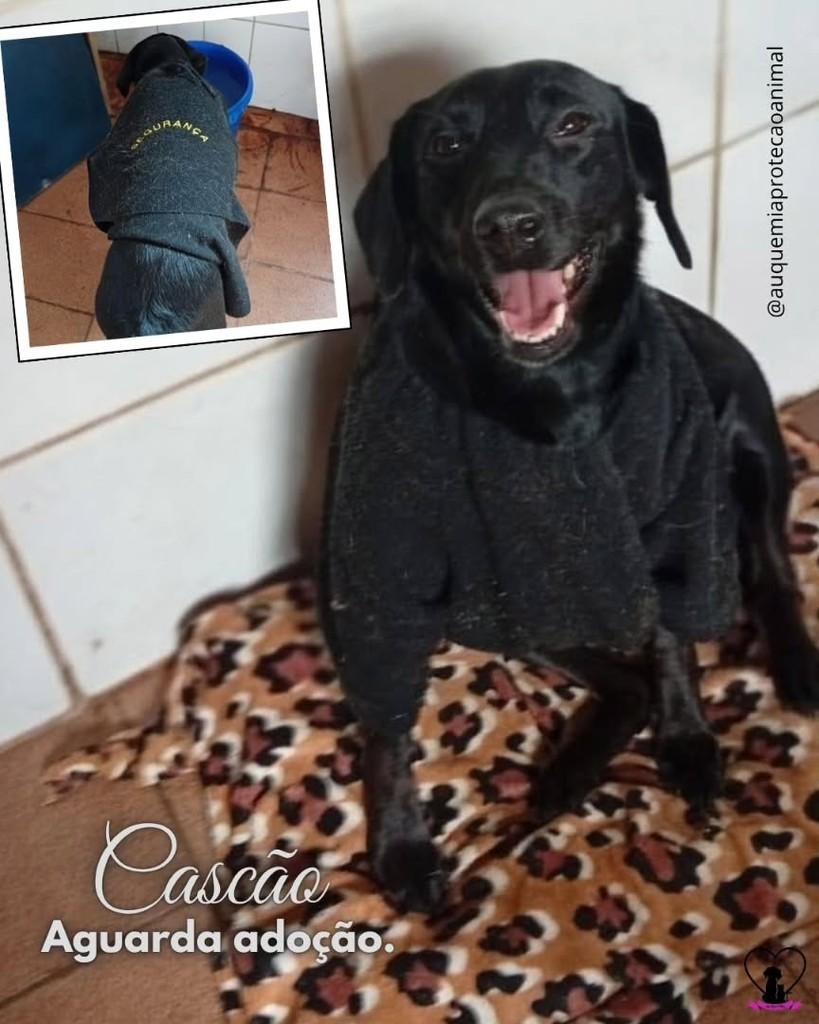 Cascão, cachorro de porte médio para adoção em Porto Alegre - RS
