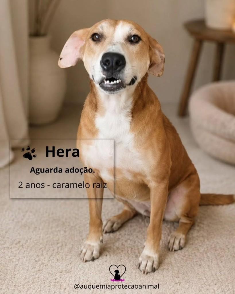 Hera, cachorro de porte pequeno para adoção em Alvorada - RS