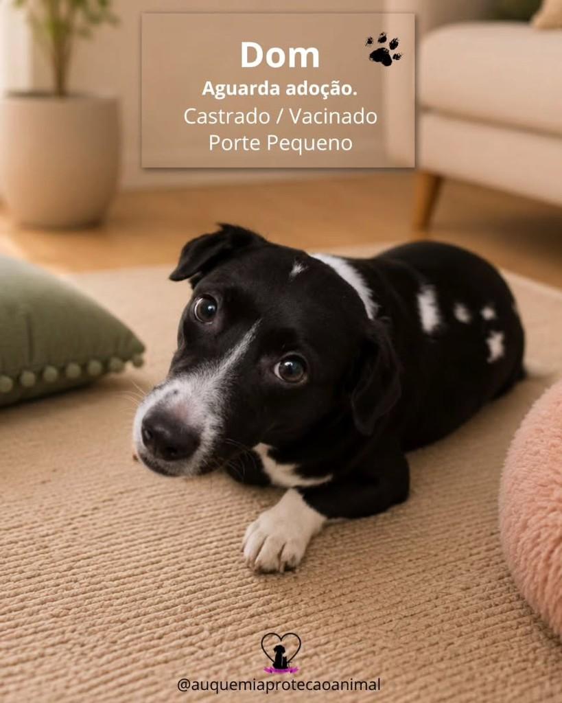 Dom, cachorro de porte pequeno para adoção em Alvorada - RS