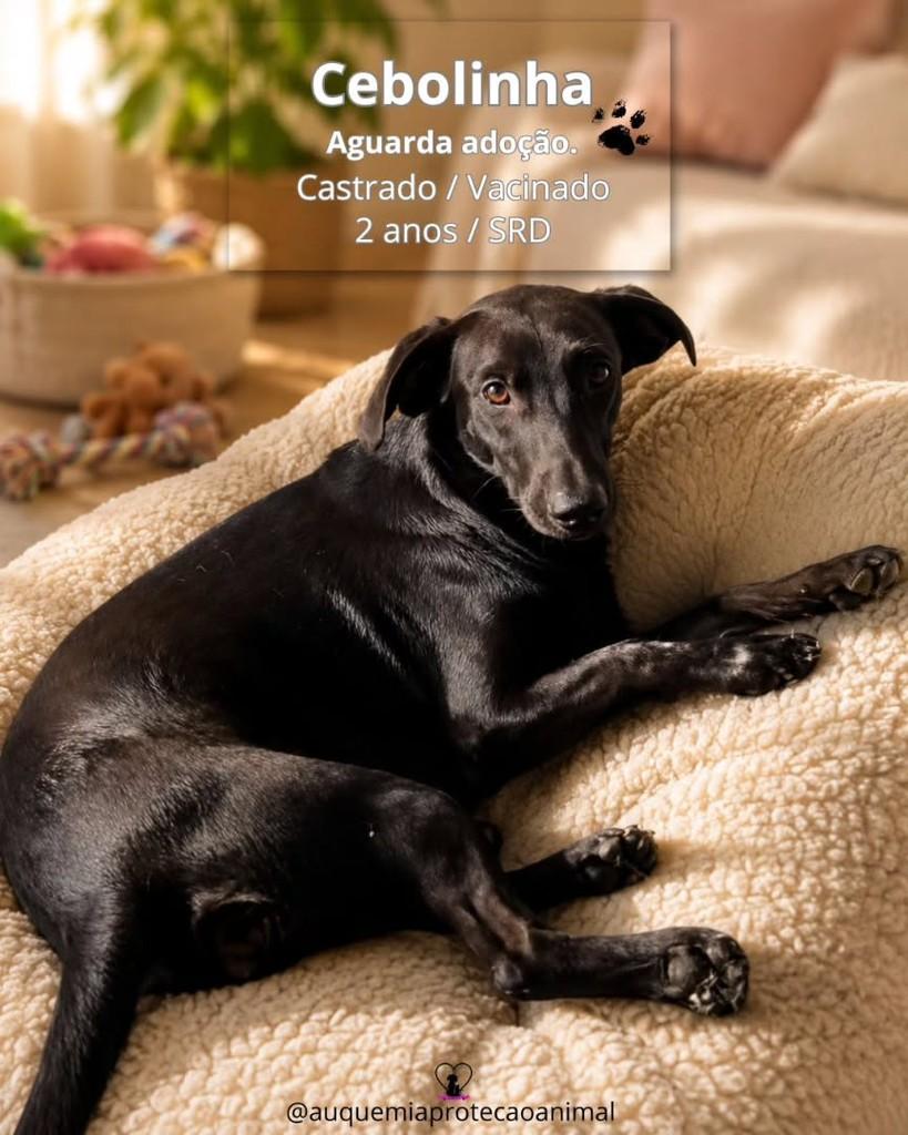 Cebolinha, cachorro de porte médio para adoção em Alvorada - RS