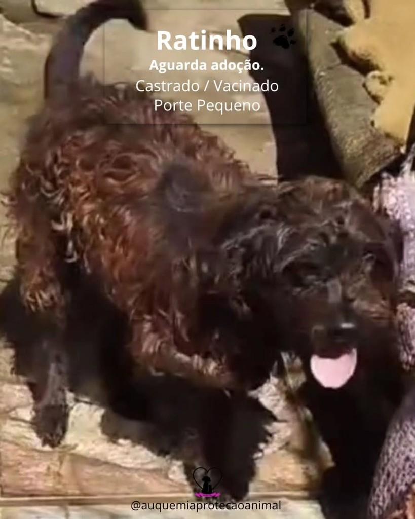 Ratinho, cachorro de porte pequeno para adoção em Alvorada - RS