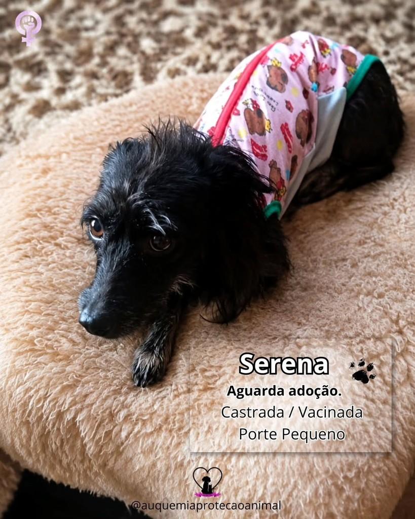 Serena, cachorro de porte pequeno para adoção em Alvorada - RS