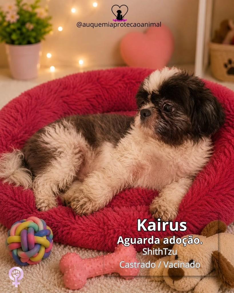 Kairus, cachorro de porte pequeno para adoção em Alvorada - RS