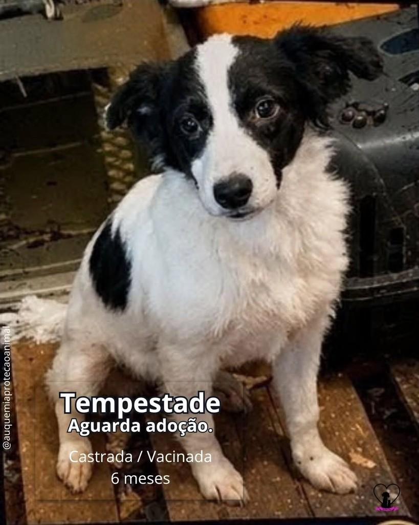 Tempestade, cachorro de porte pequeno para adoção em Alvorada - RS