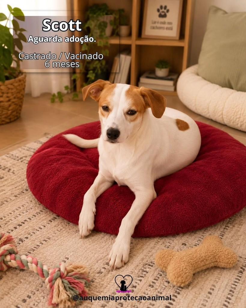 Scott, cachorro de porte pequeno para adoção em Porto Alegre - RS