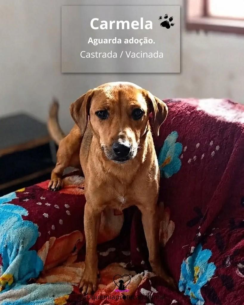 Carmela, cadela de porte pequeno para adoção em Porto Alegre - RS