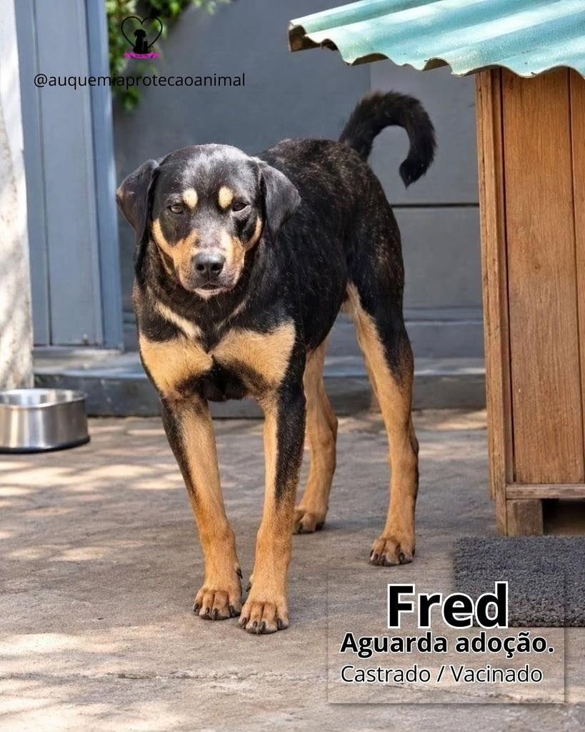 Fred, cachorro de porte médio para adoção em Porto Alegre - RS