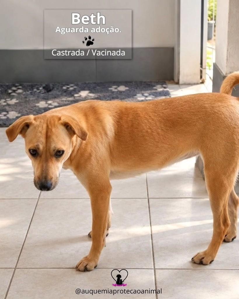 Beth, cadela de porte médio para adoção em Porto Alegre - RS