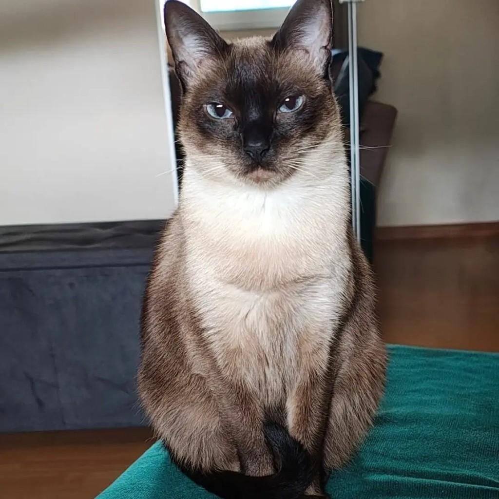 Iris, gato de porte pequeno para adoção em Alvorada - RS