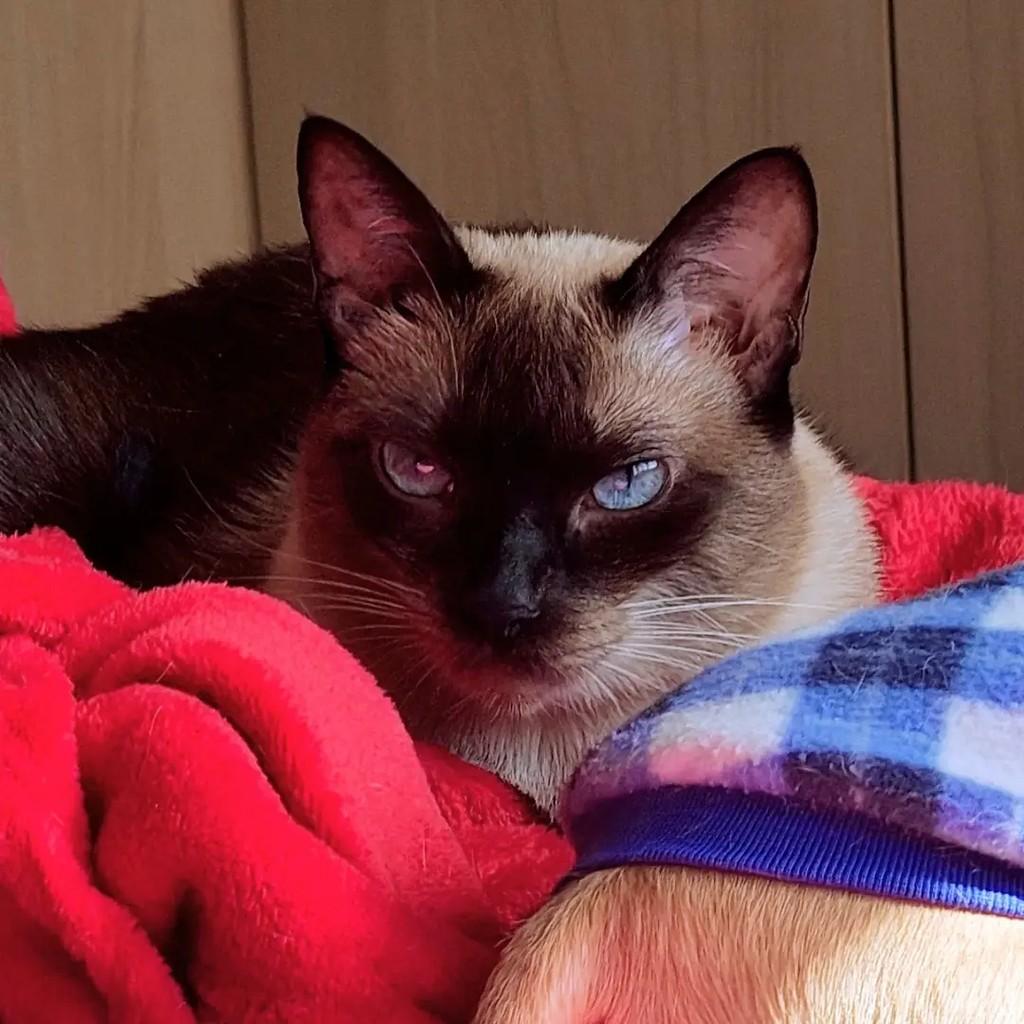 Iris, gato de porte pequeno para adoção em Alvorada - RS — foto 2 de 2
