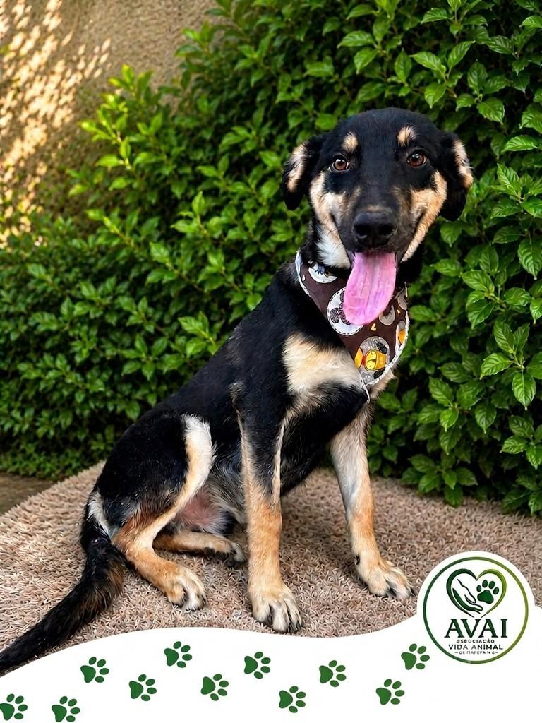 Billy, cachorro de porte médio para adoção em Itapeva - MG