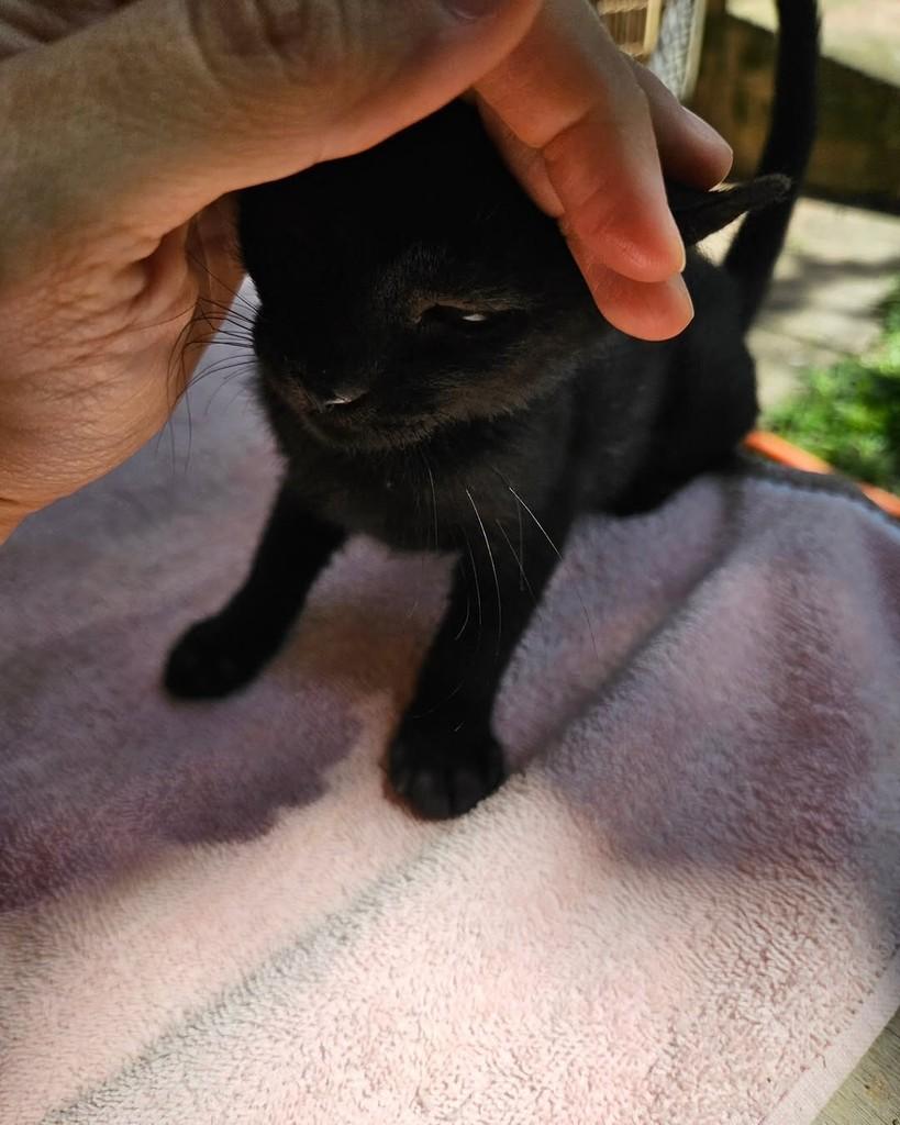 Filhotinha, gato para adoção em Cuiabá - MT