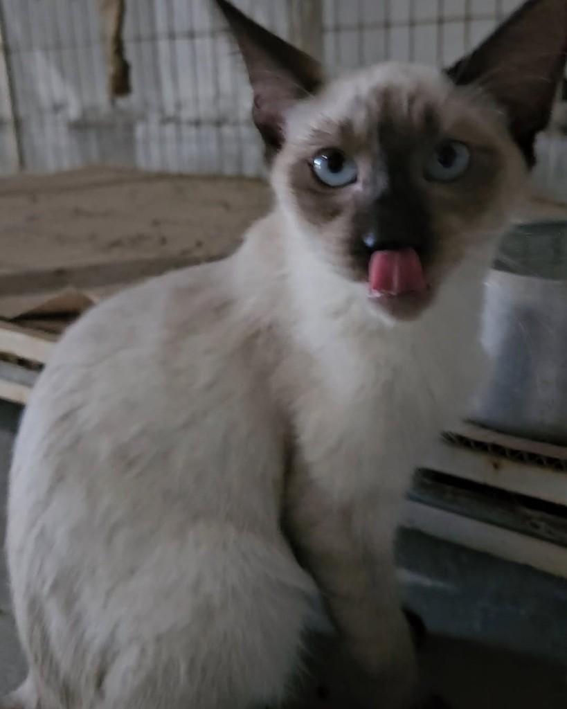 Linda, gato de porte pequeno para adoção em Cuiabá - MT