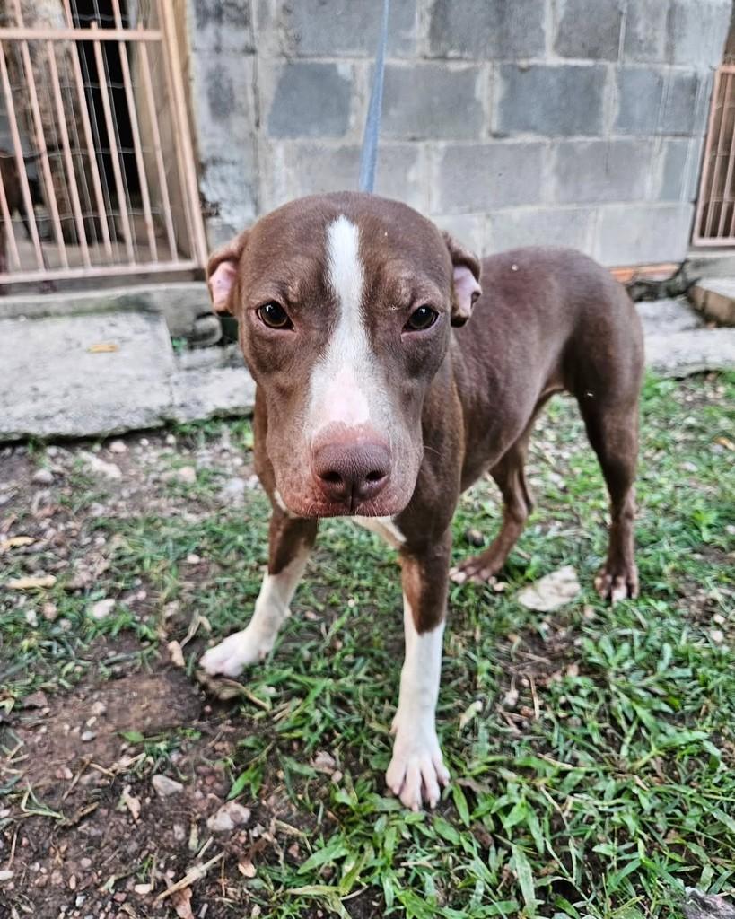 Linda, cadela de porte médio para adoção em Cuiabá - MT