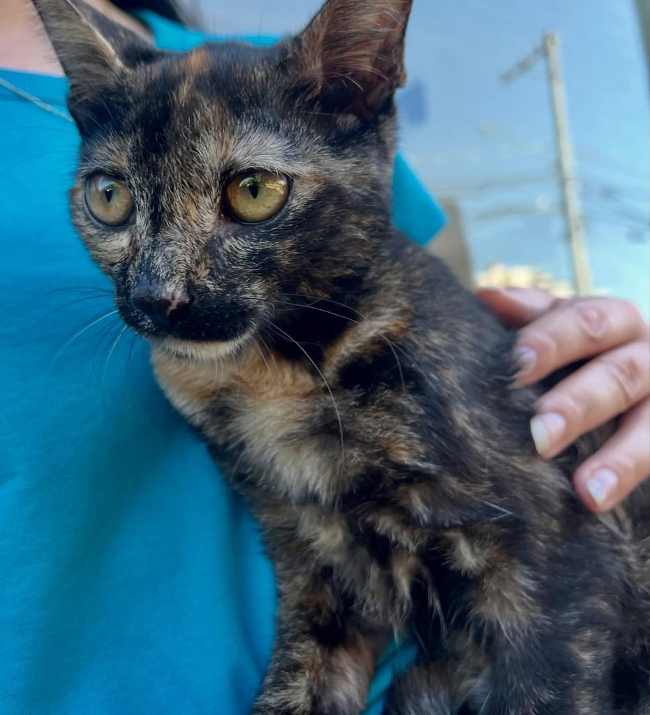 Maria Clara, gata de porte pequeno para adoção em Ribeirão Preto - SP