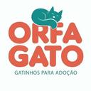 Orfagato - Adoção de Gatinhos