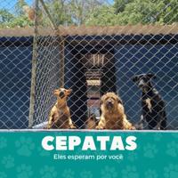 CEPATAS