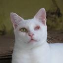SOS Pet Pinheiro