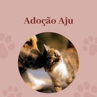 Adoção Aracaju