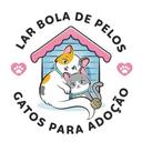 Lar Bola de Pêlos Abrigo de Gatos