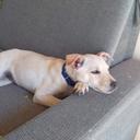 Adote um Animal Floripa
