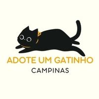 Adote um Gatinho Campinas