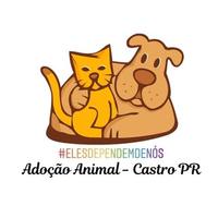 Adoção Animal - Castro/PR