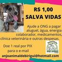 Anjo Animal de Birigui