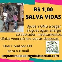Anjo Animal de Birigui