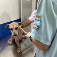 Secretaria de Proteção e Cuidado Animal de Navegantes