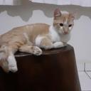 Adoções Pets DF
