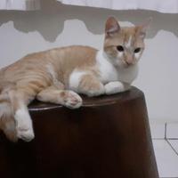 Adoções Pets DF
