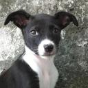 Monica Holden PetPictures