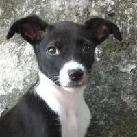 Monica Holden PetPictures