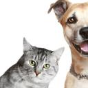 Adoção de Pets Conselheiro Lafaiete