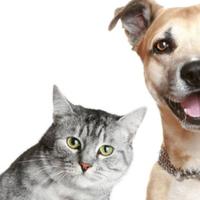 Adoção de Pets Conselheiro Lafaiete