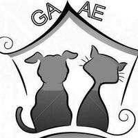 GAAE