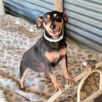 Associação de Proteção aos Animais de Santo Anastácio-SP APASA