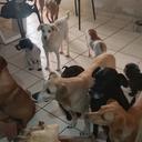Pets da Lua