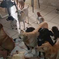 Pets da Lua