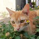 Gatinhos da Casinha Caroline