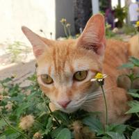 Gatinhos da Casinha Caroline