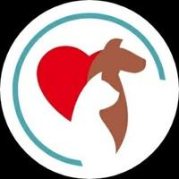 Planeta dos Bichos Adoção de Cães