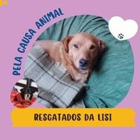 Resgatados da Lisi