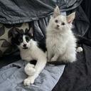 Gatos da Benedito Calixto